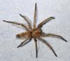 Drassodes sp.